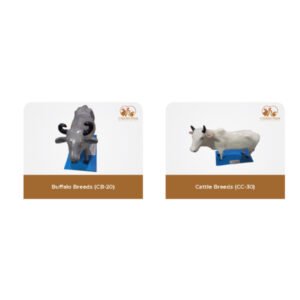 Breeds Of Buffalo And Cattle
